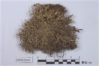 藏品(球粉衣屬 )的圖片